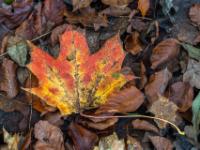 Rotgelbes Ahornblatt auf trockenem Waldlaub